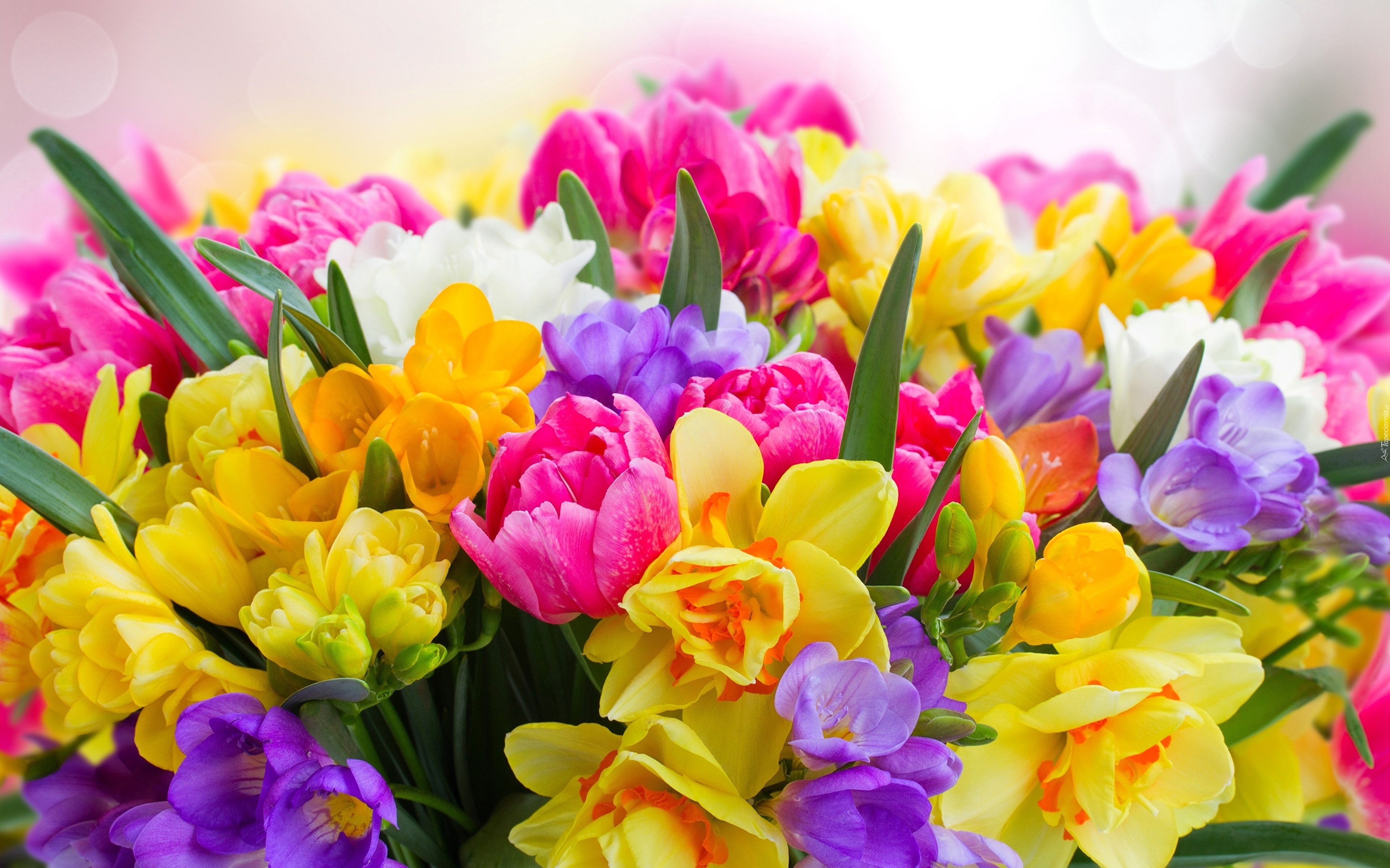 Daffodils_Tulips_Bouquets_544587_3840x2400